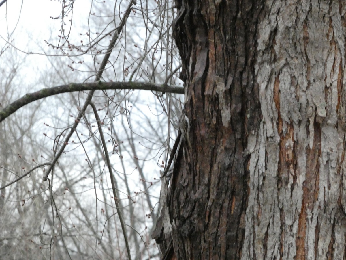 Brown Creeper - ML647191534