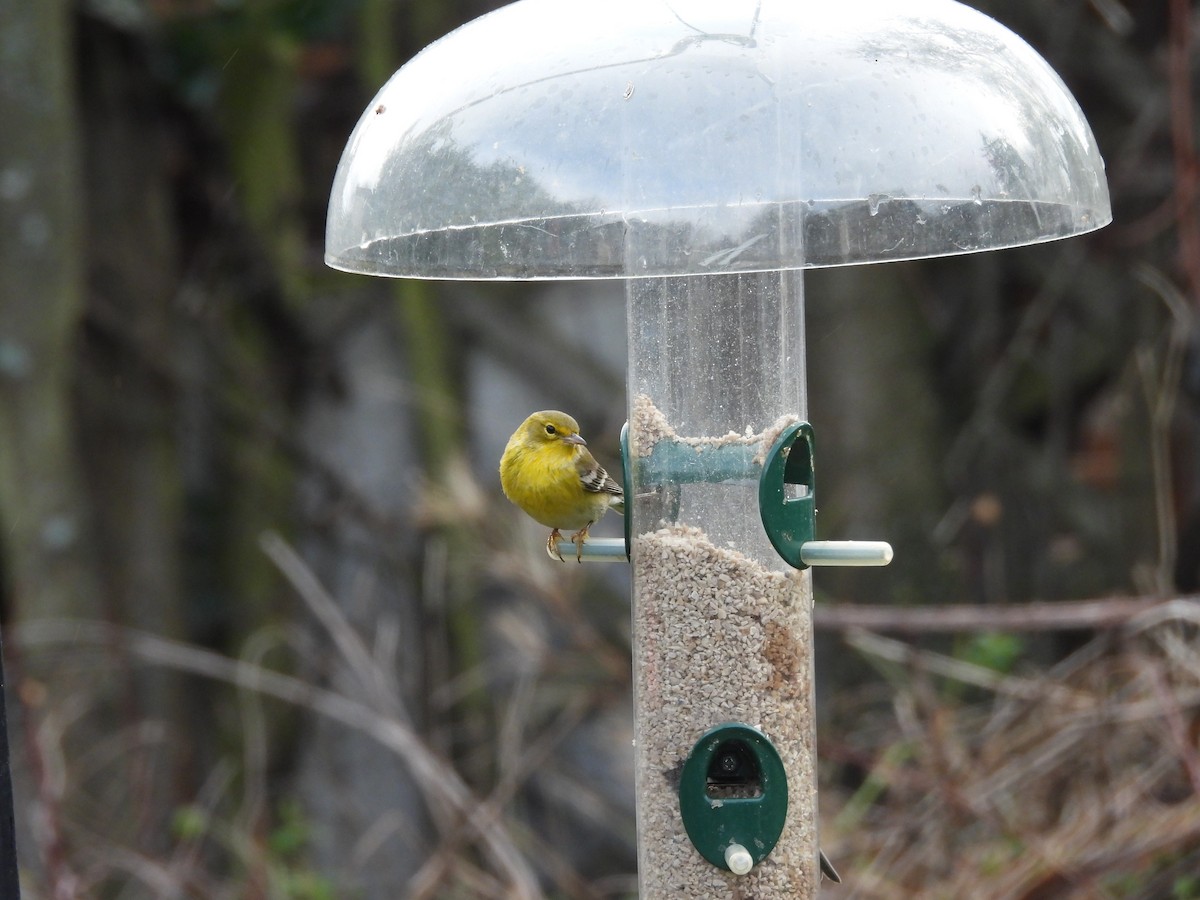 Pine Warbler - ML647191544