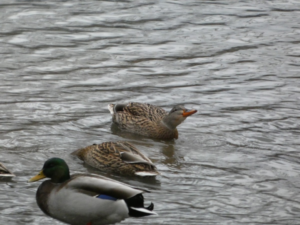 Mallard - ML647191546