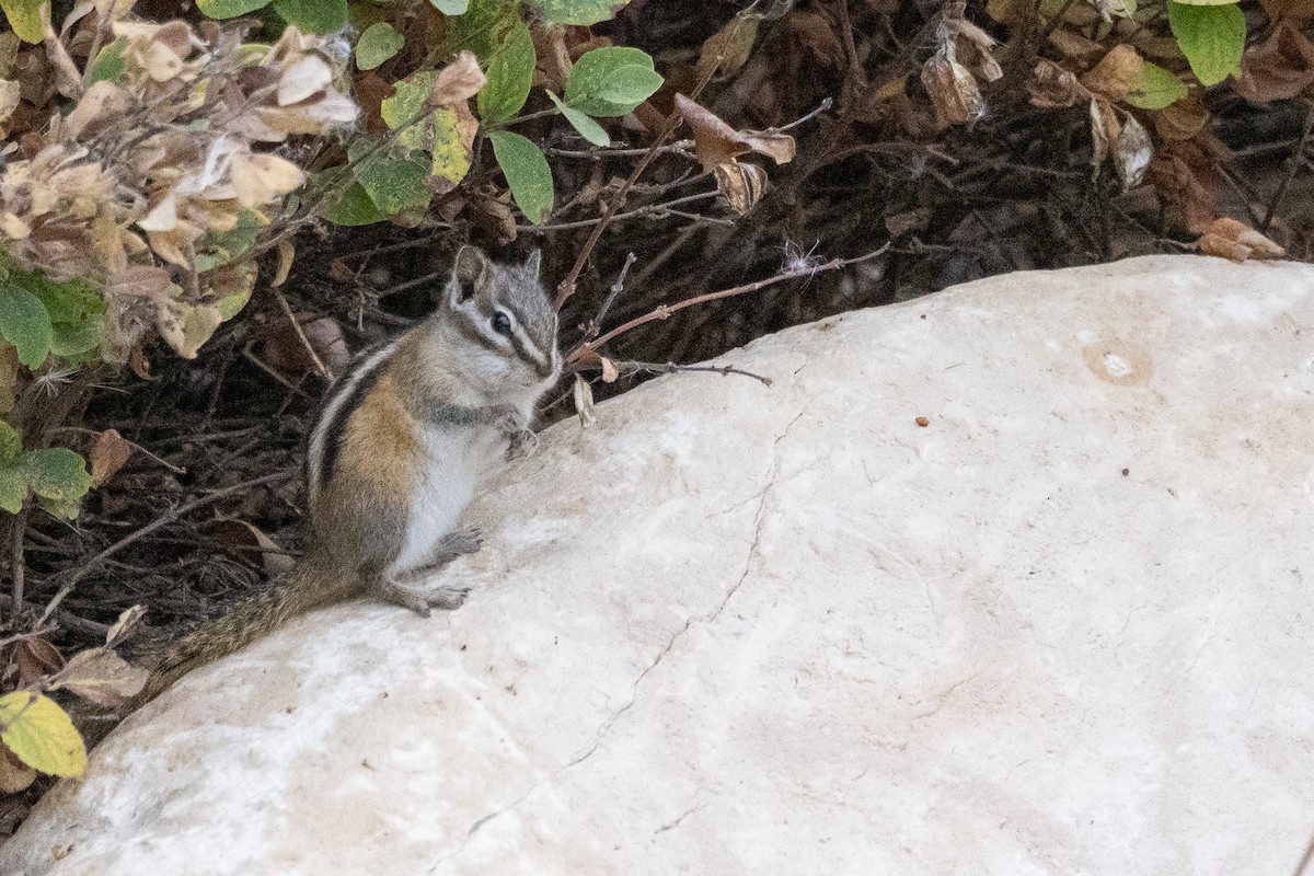 Least Chipmunk - ML647191564