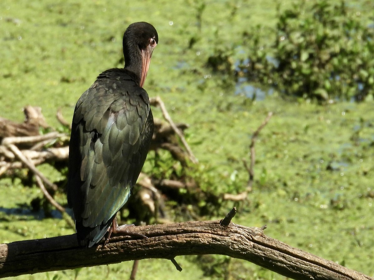 Bare-faced Ibis - ML647191565