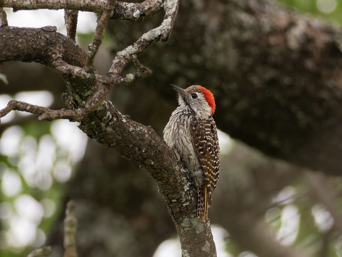 Cardinal Woodpecker - ML647191566