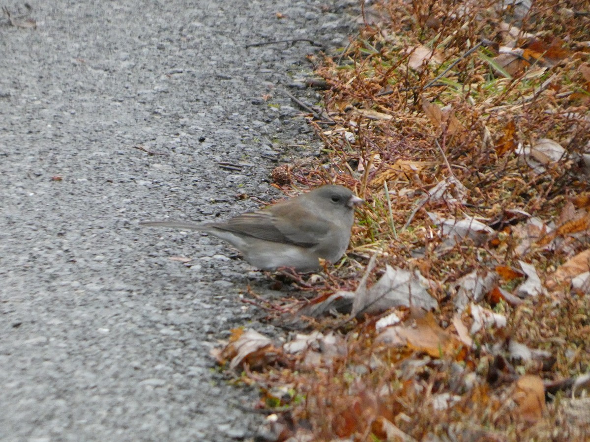 Dark-eyed Junco (Slate-colored) - ML647191574