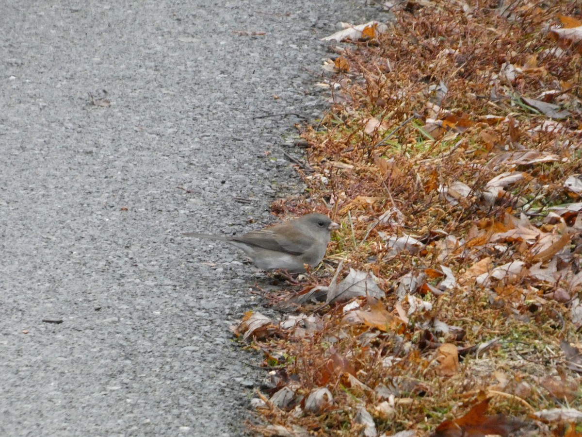 Dark-eyed Junco (Slate-colored) - ML647191575