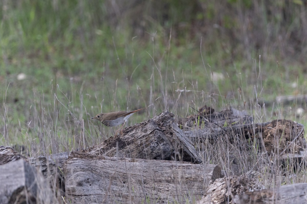 Дрізд-короткодзьоб плямистоволий - ML647191590