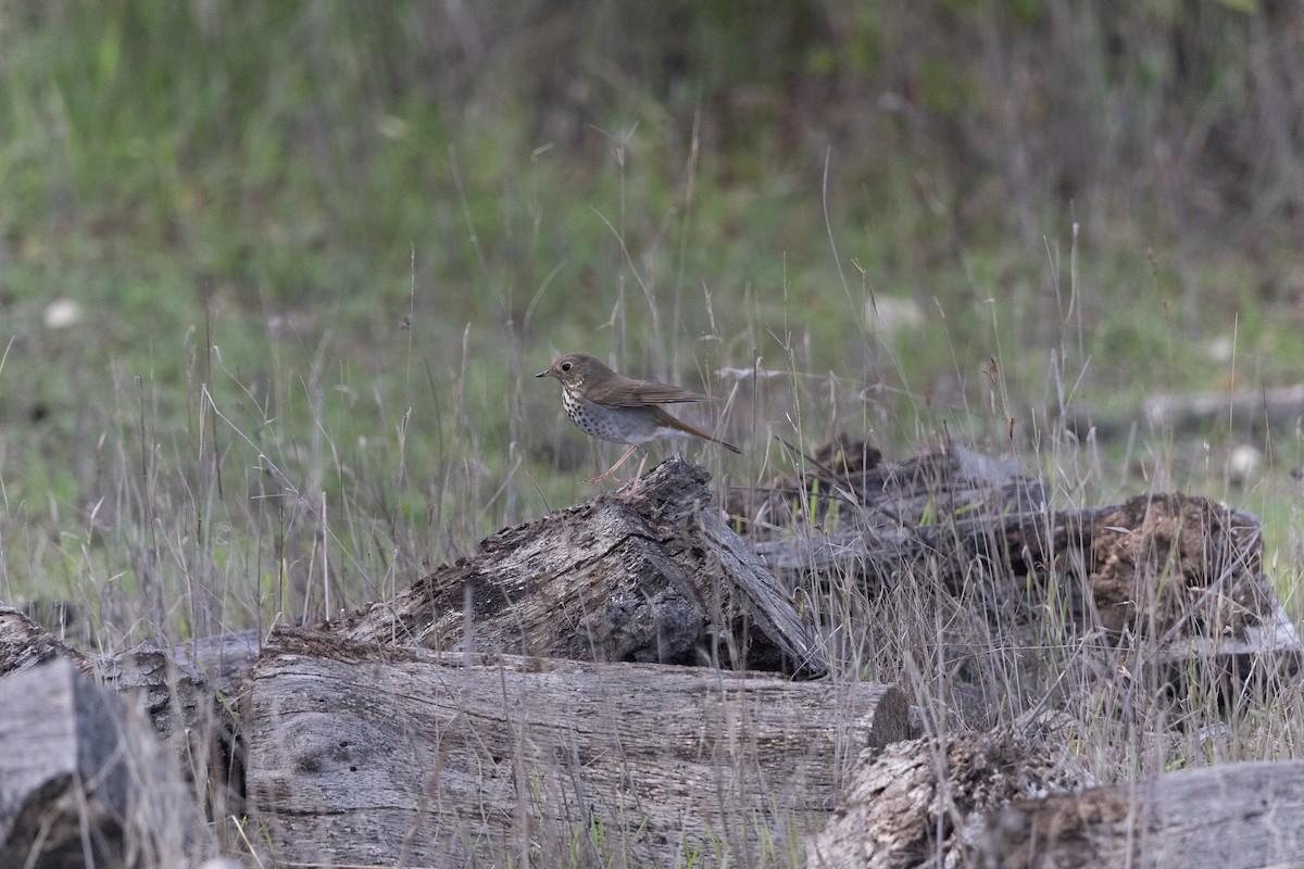 Дрізд-короткодзьоб плямистоволий - ML647191591