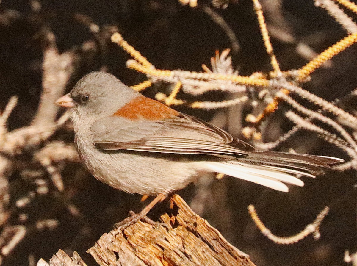 Dark-eyed Junco (Gray-headed) - ML647191592