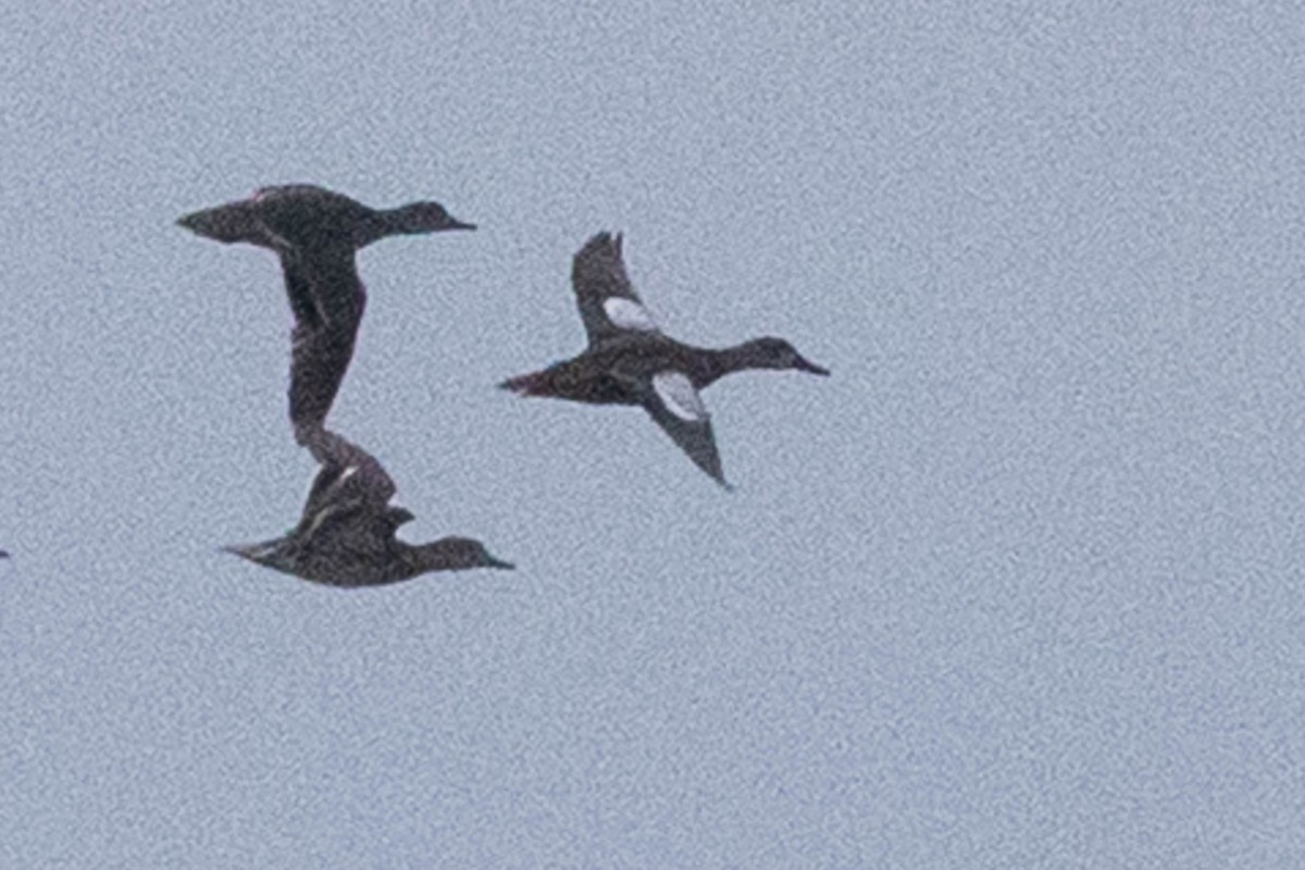 Zertzeta hegalurdina - ML647191593