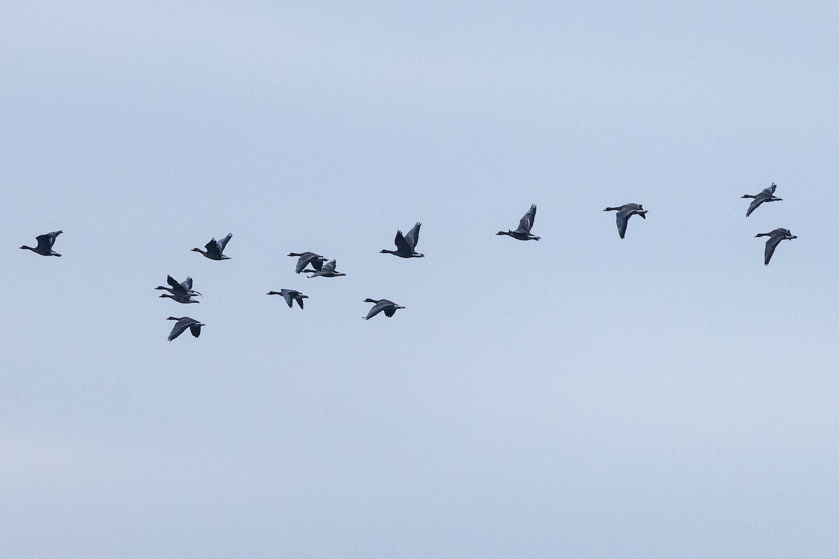 Манхин галуу - ML647191606