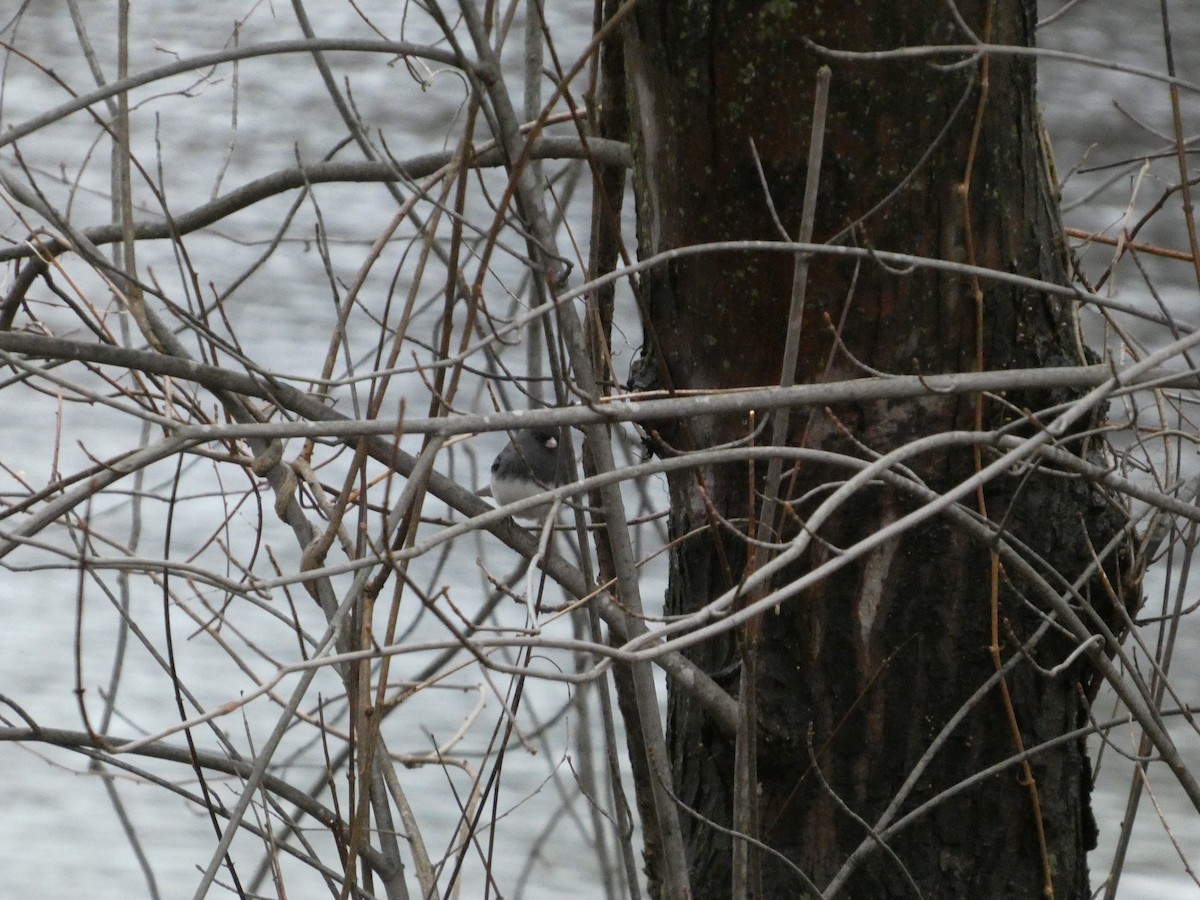 Dark-eyed Junco (Slate-colored) - ML647191608