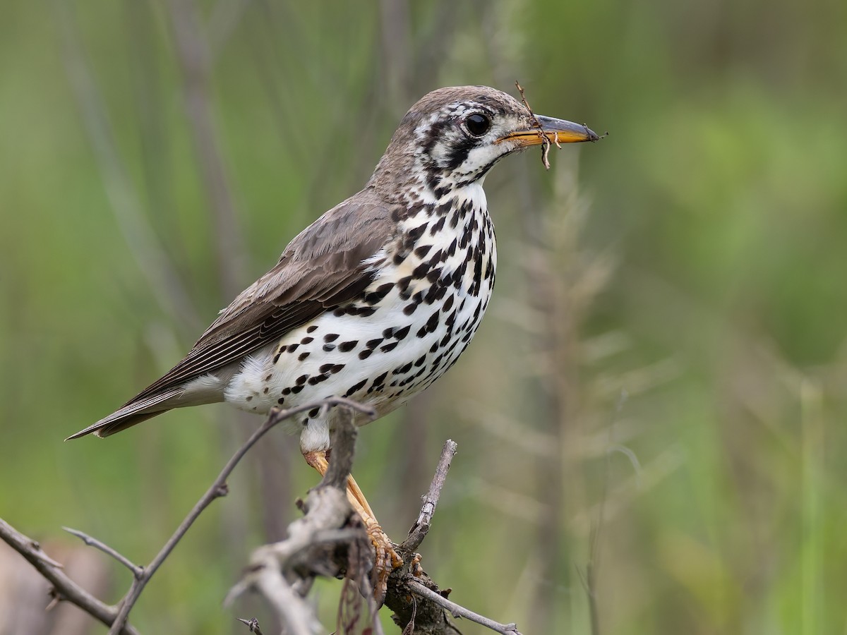 Groundscraper Thrush - ML647191621