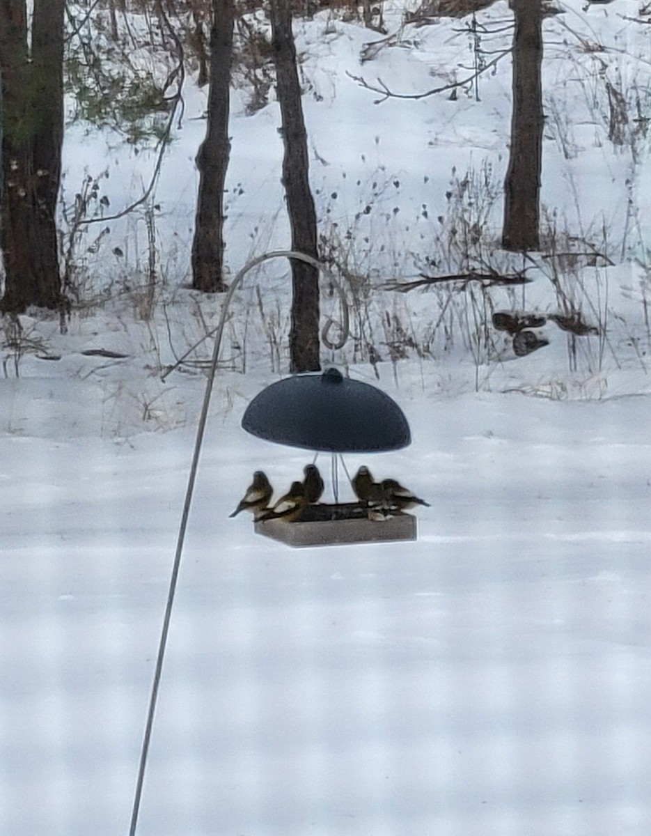 Evening Grosbeak - ML647191630