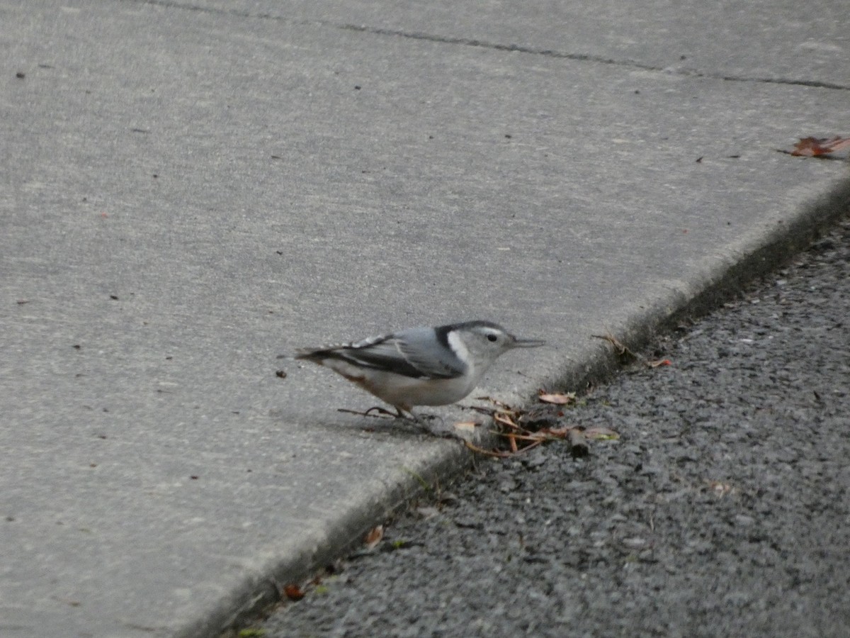 White-breasted Nuthatch - ML647191633