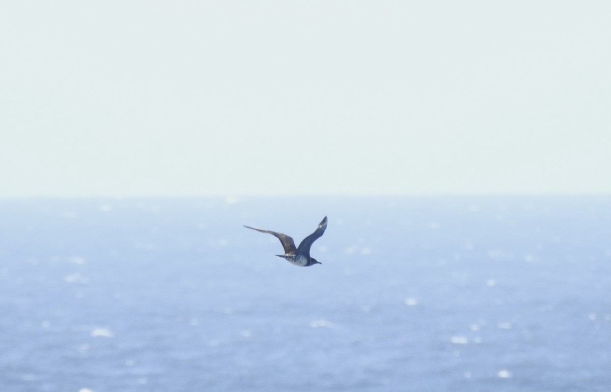 Parasitic Jaeger - ML647191637