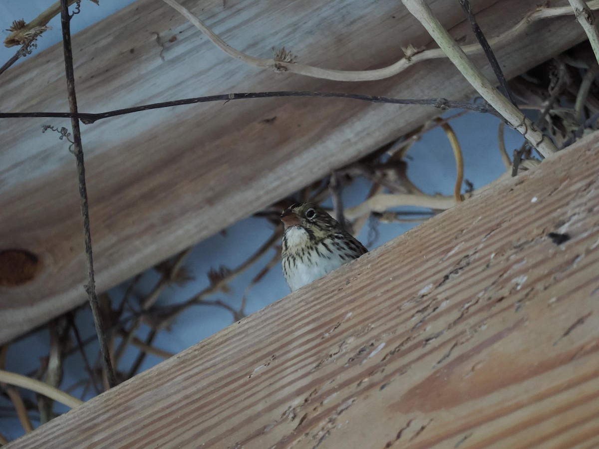 Henslow's Sparrow - ML647191688