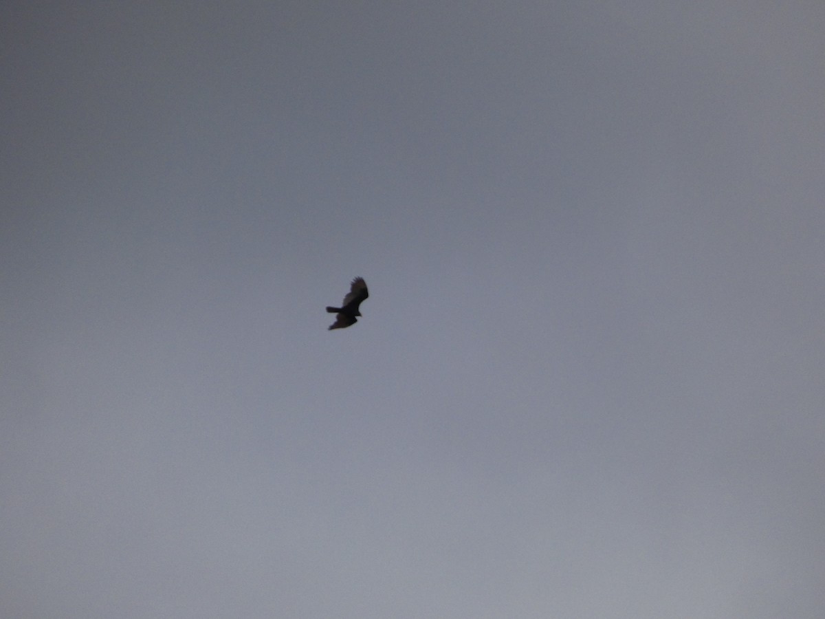 Turkey Vulture - ML647191689