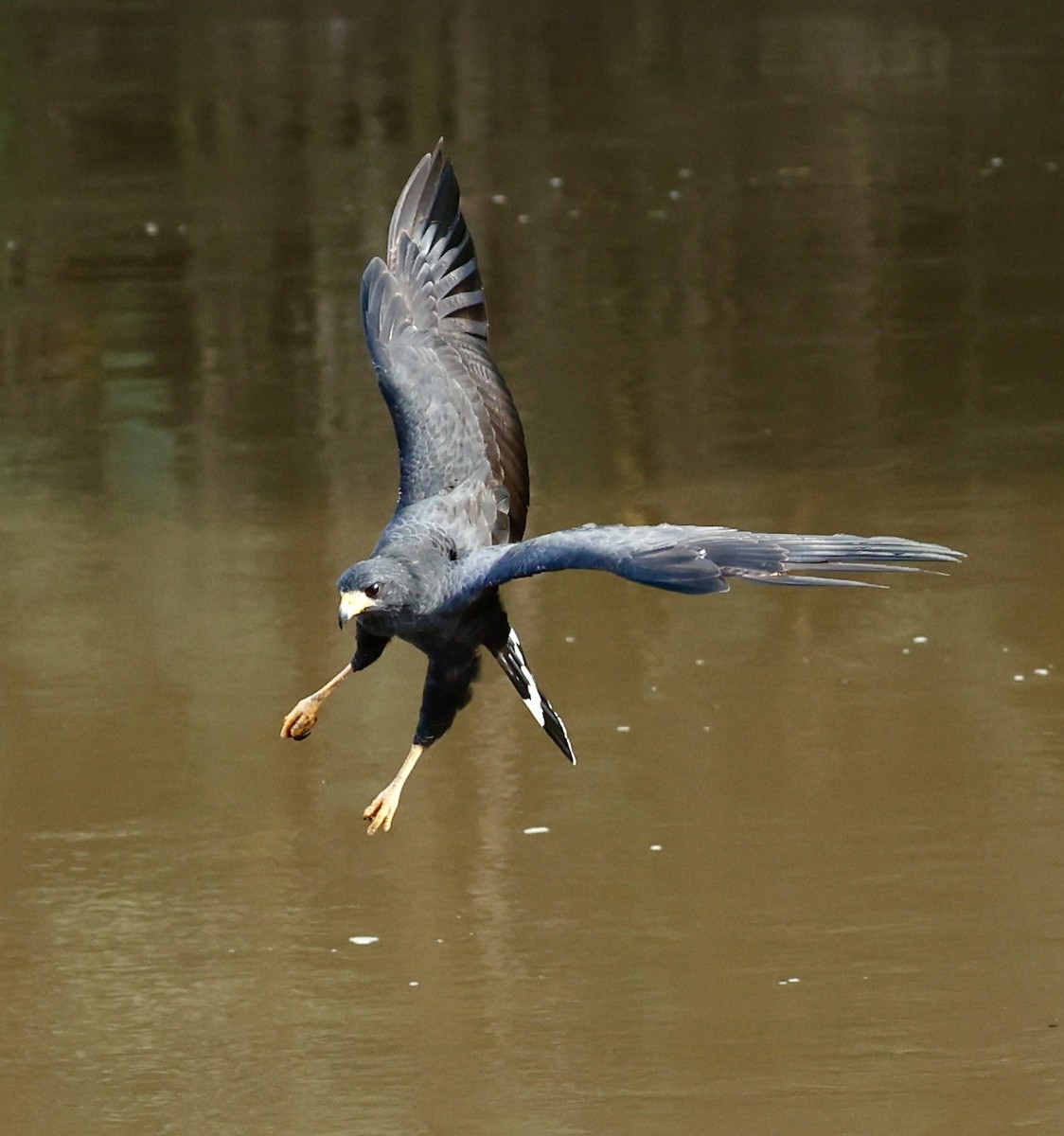 Common Black Hawk - ML647191690