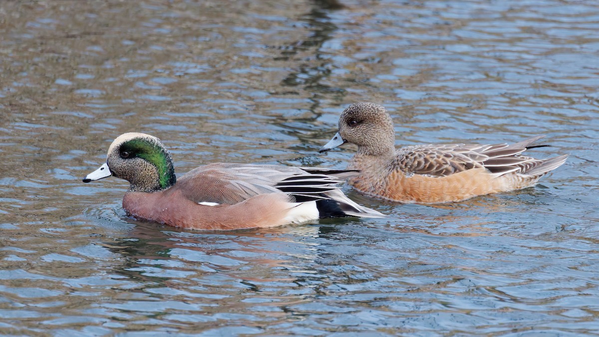 American Wigeon - ML647191691