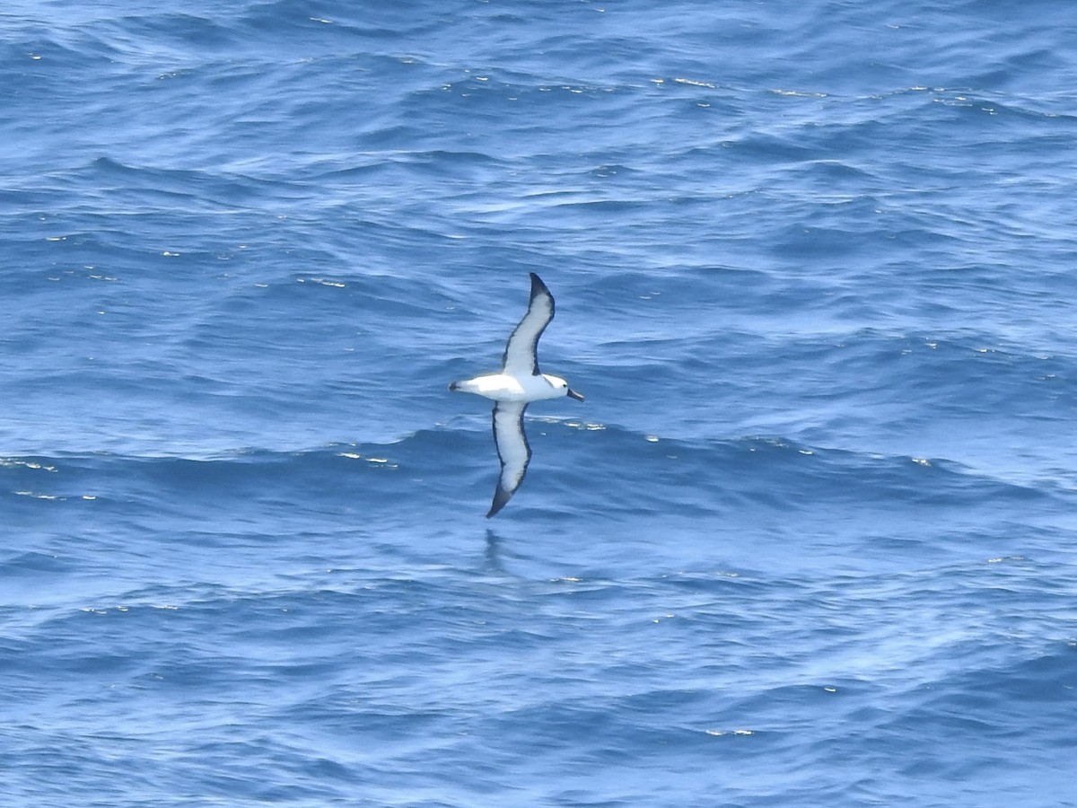 Albatros Picofino Atlántico - ML647191692