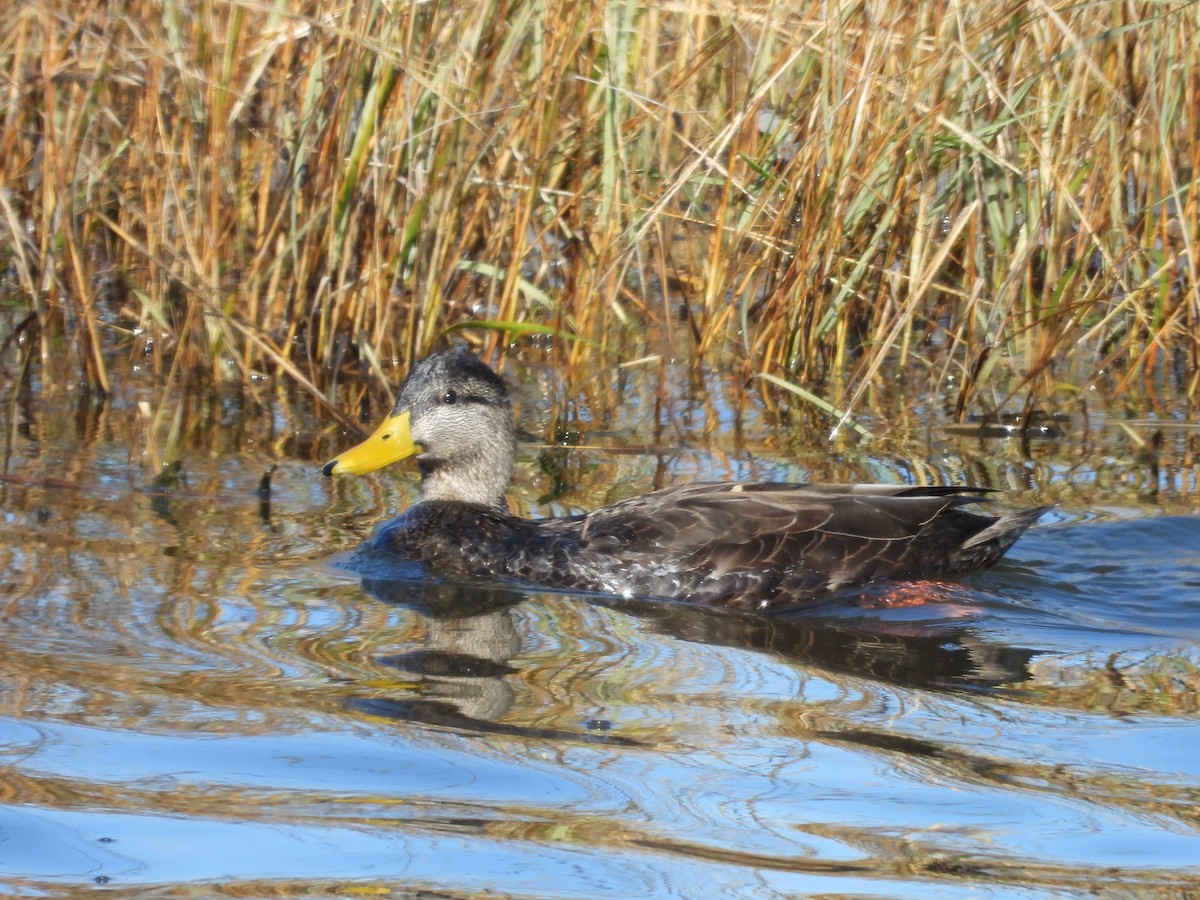 Ahate iluna - ML647191697