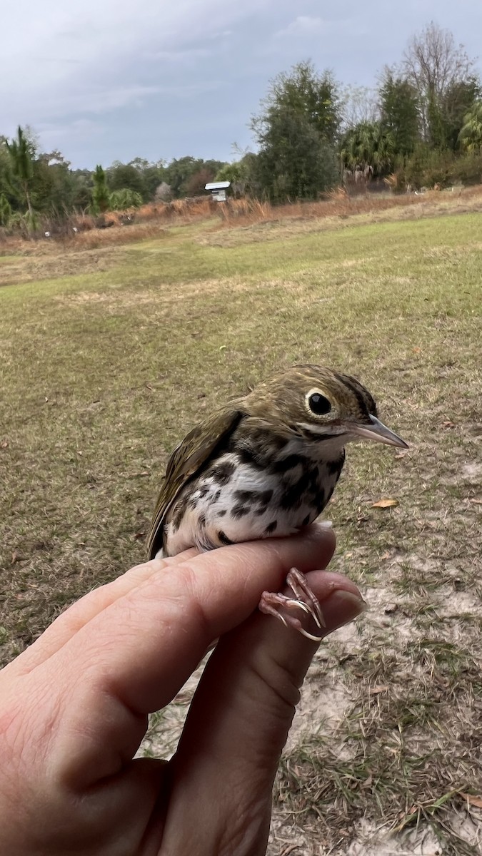 カマドムシクイ - ML647191698