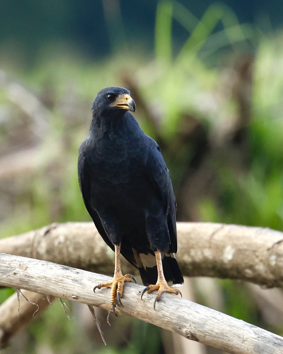 Common Black Hawk - ML647191699