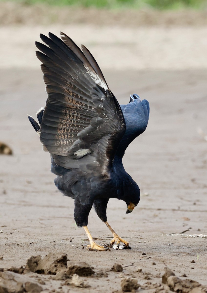 Common Black Hawk - ML647191700