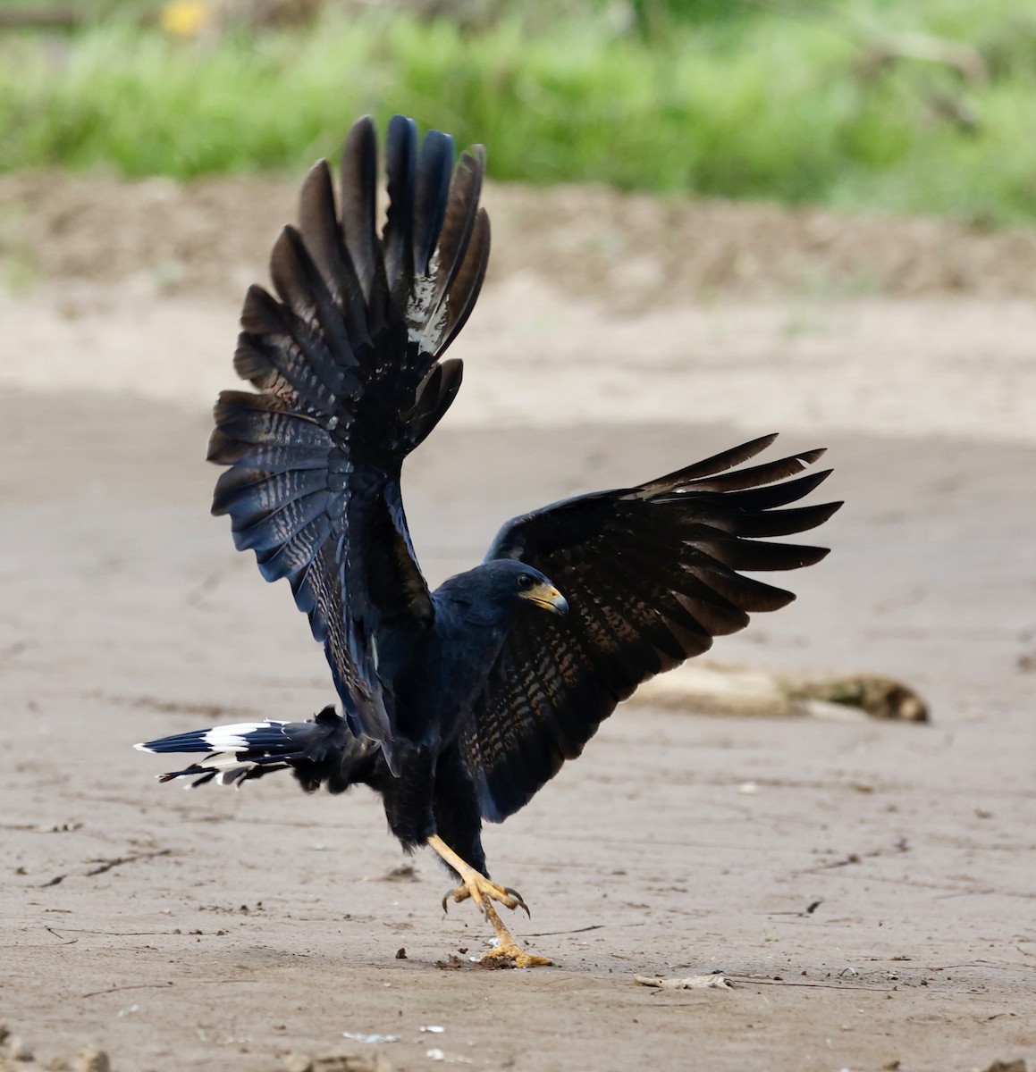 Common Black Hawk - ML647191701