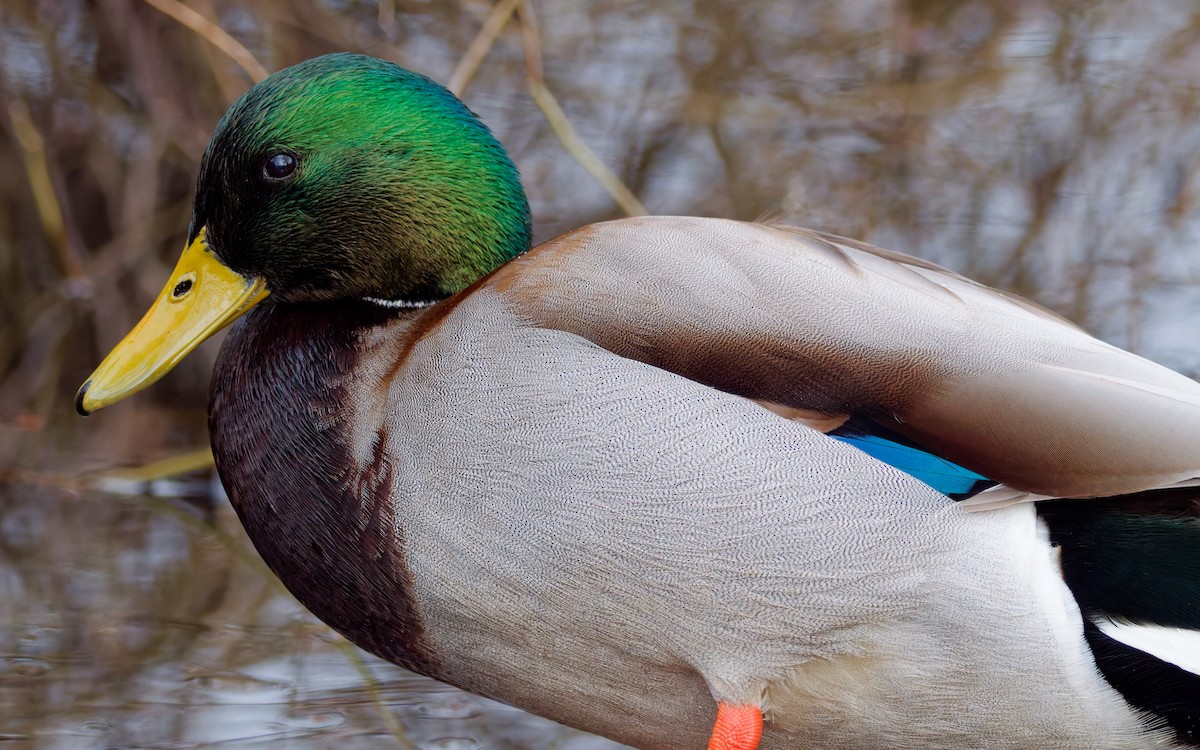 Mallard - ML647191712