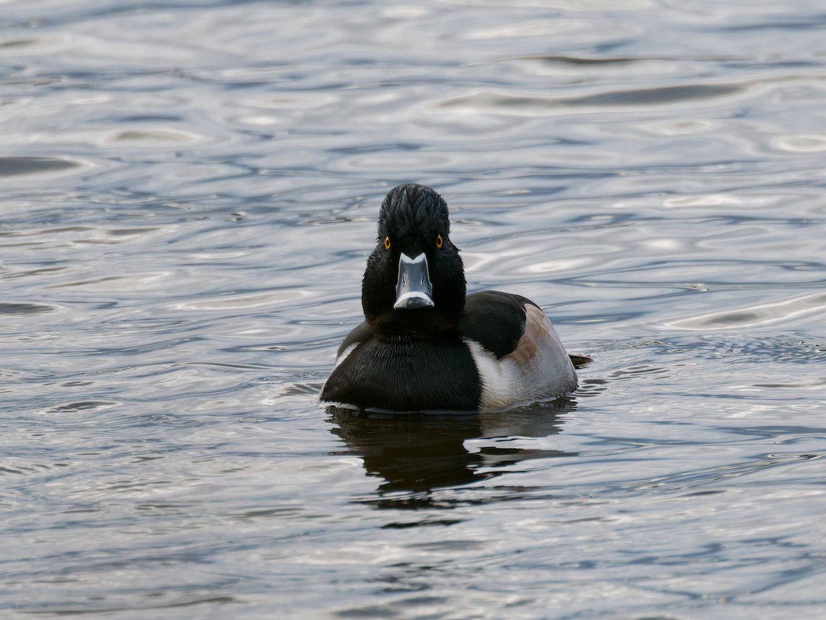 Ring-necked Duck - ML647191732