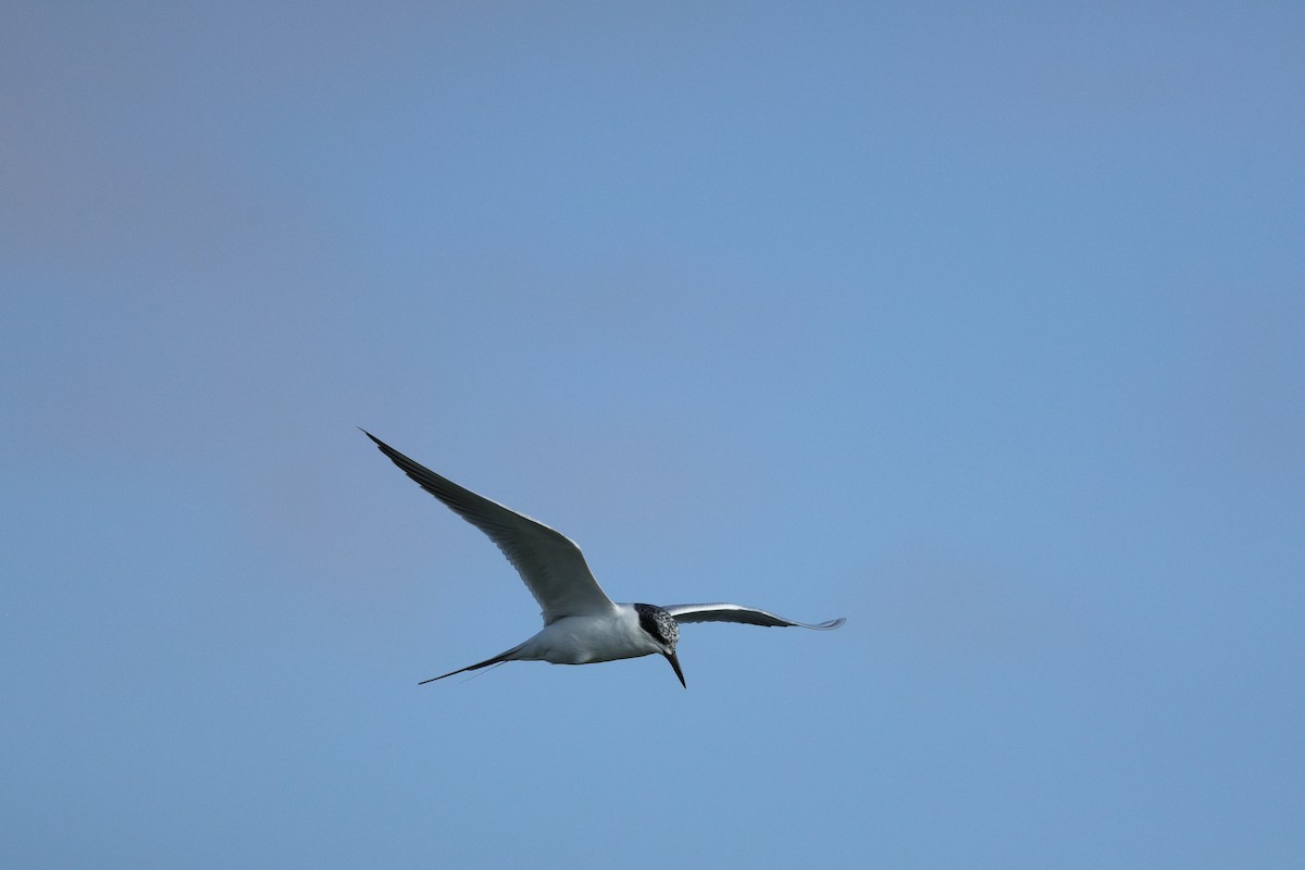 Forster's Tern - ML647191739