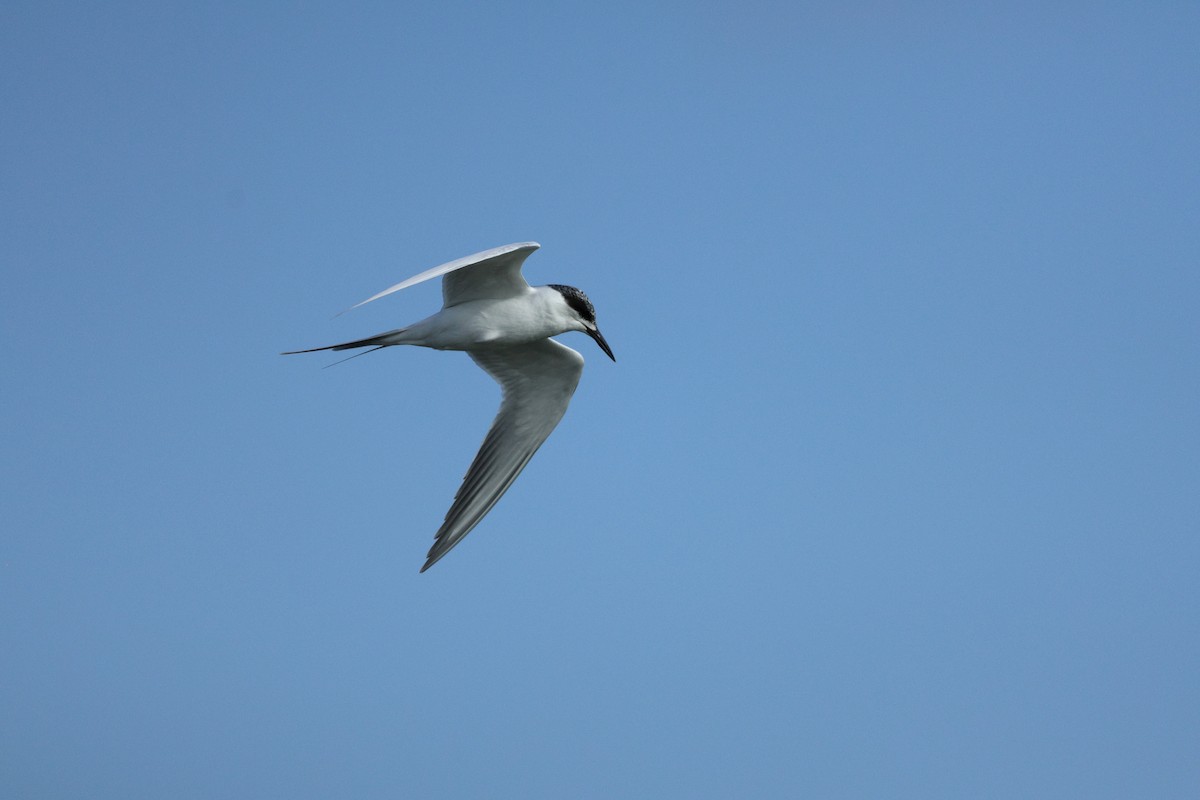 Forster's Tern - ML647191740