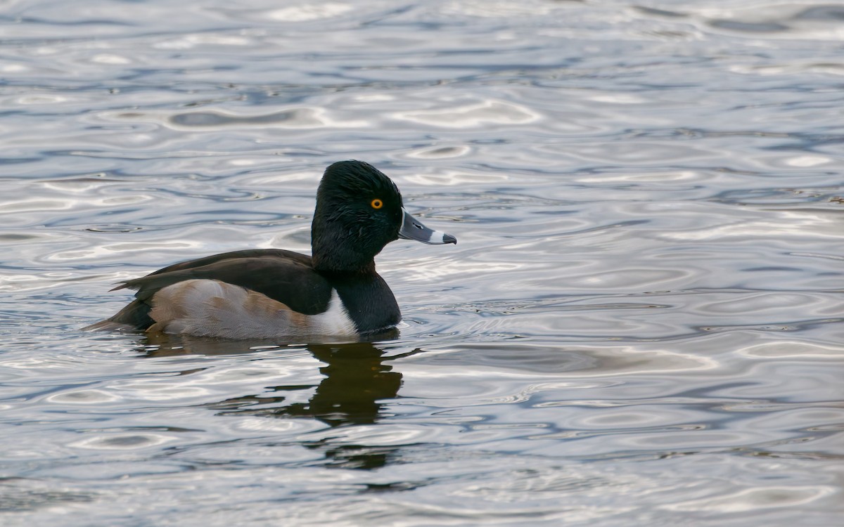 Ring-necked Duck - ML647191742
