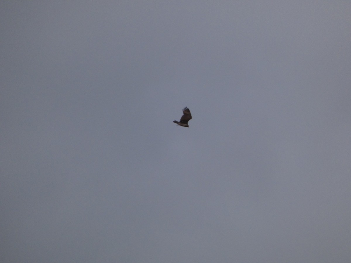 Turkey Vulture - ML647191746