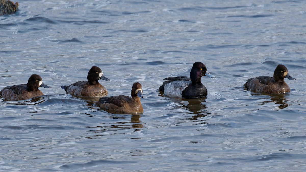 Lesser Scaup - ML647191752