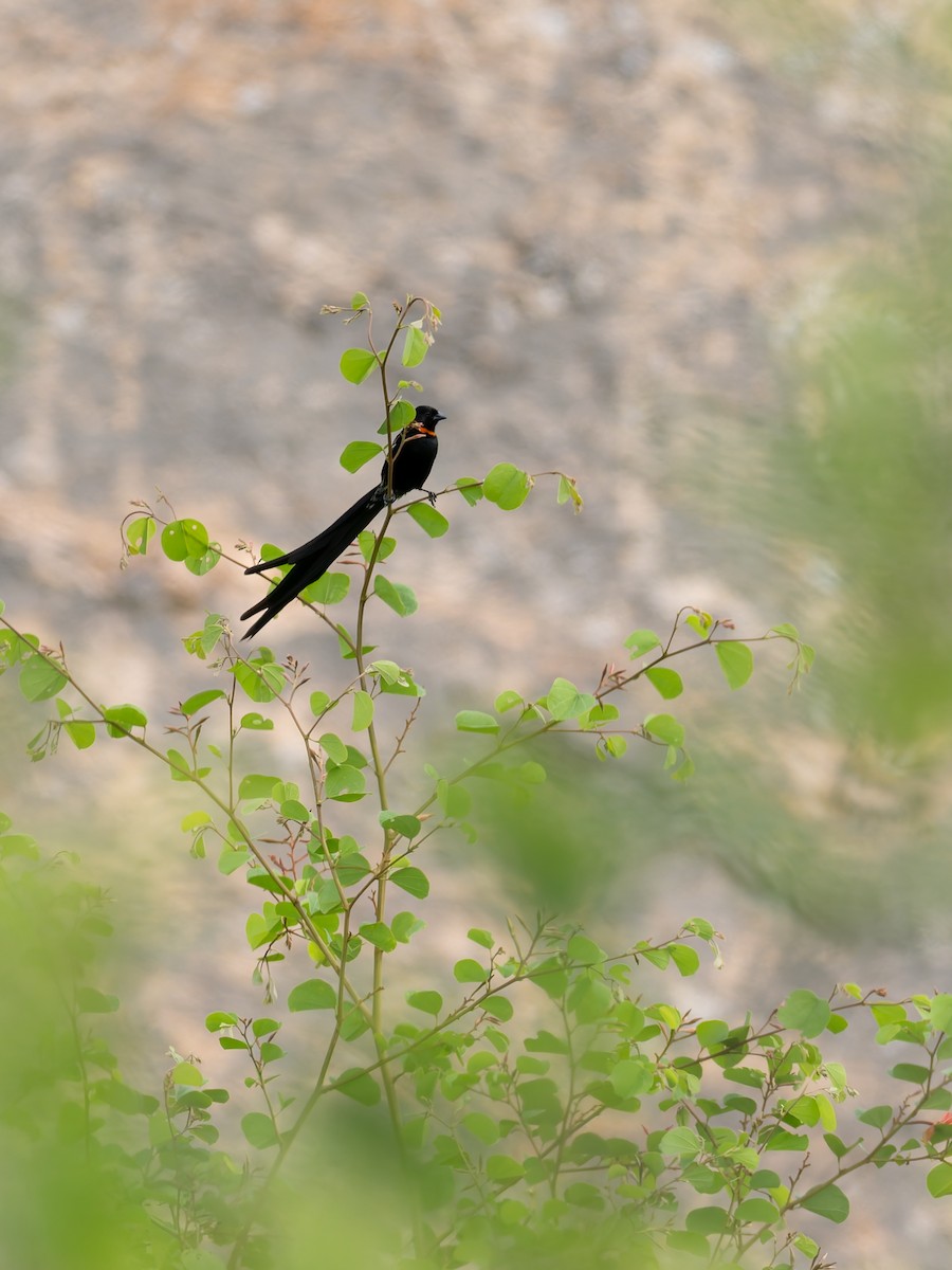 Red-collared Widowbird - ML647191762