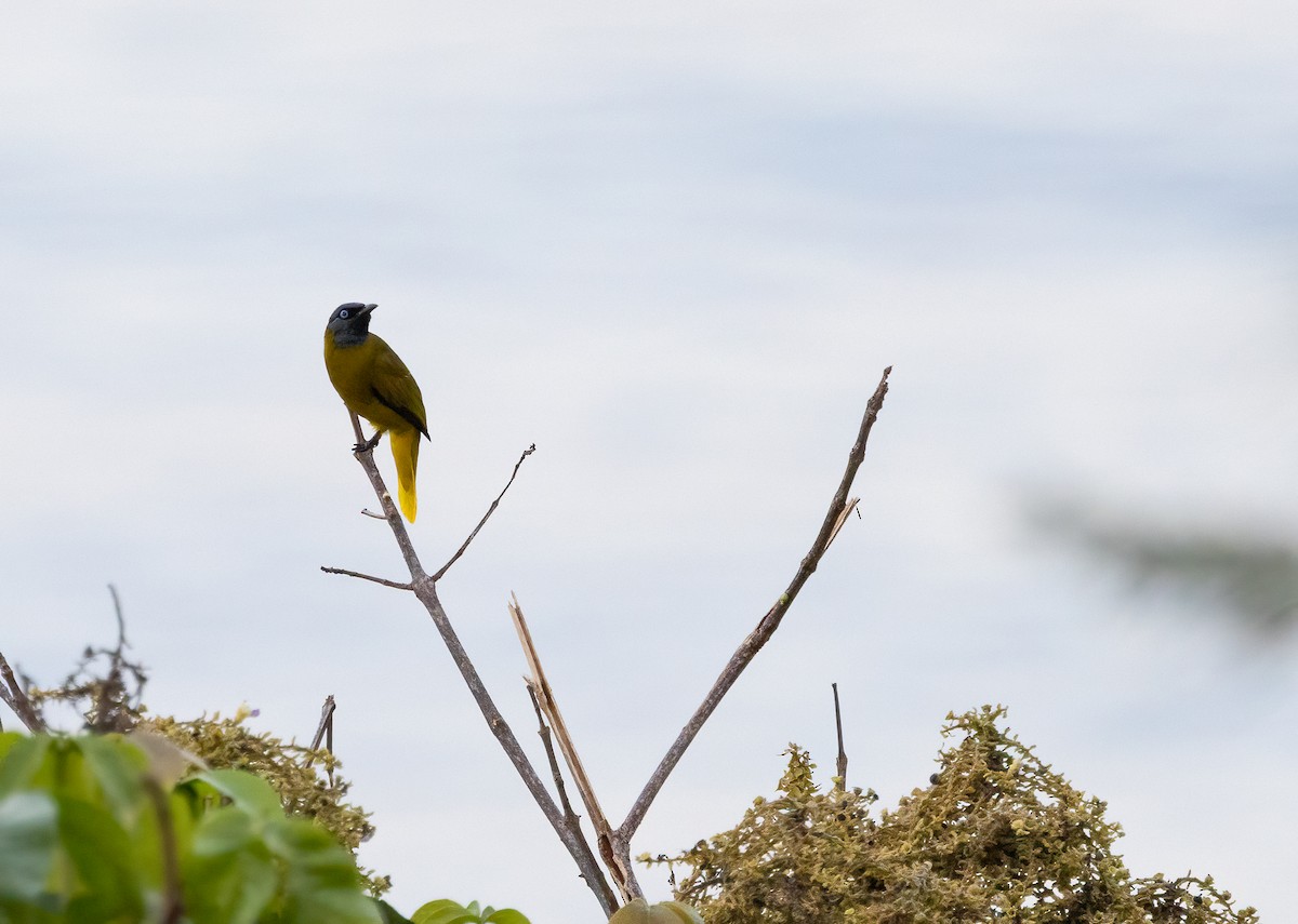 Black-headed Bulbul - ML647191765