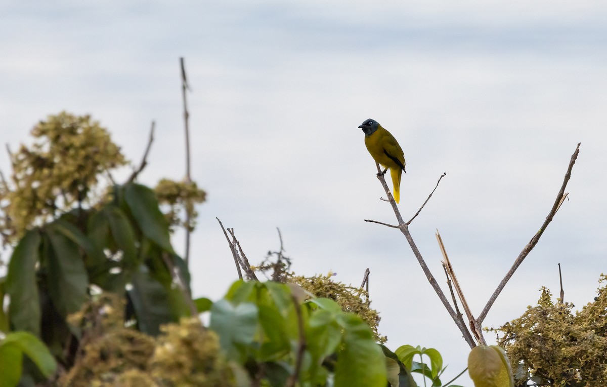 Black-headed Bulbul - ML647191766