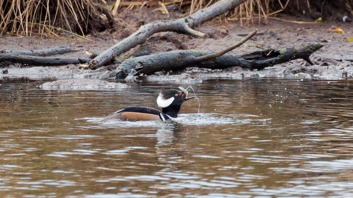 Hooded Merganser - ML647191767