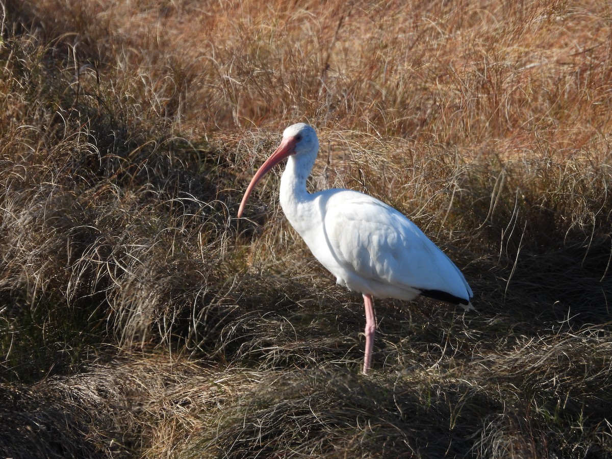 White Ibis - ML647191775