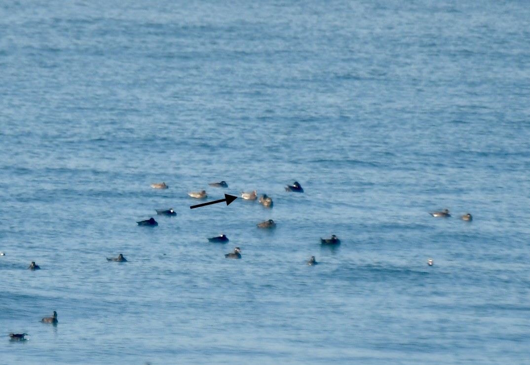 Fischione - ML647191777