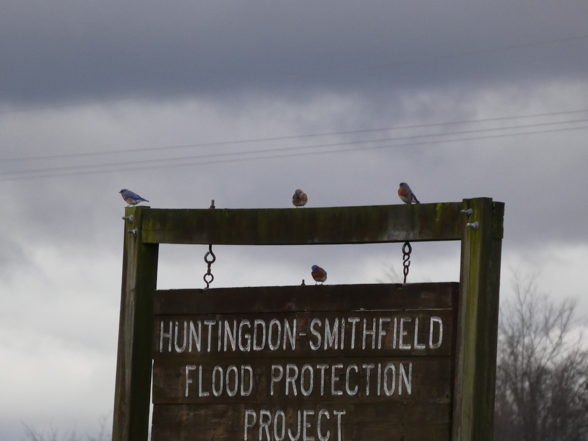 Eastern Bluebird - ML647191779