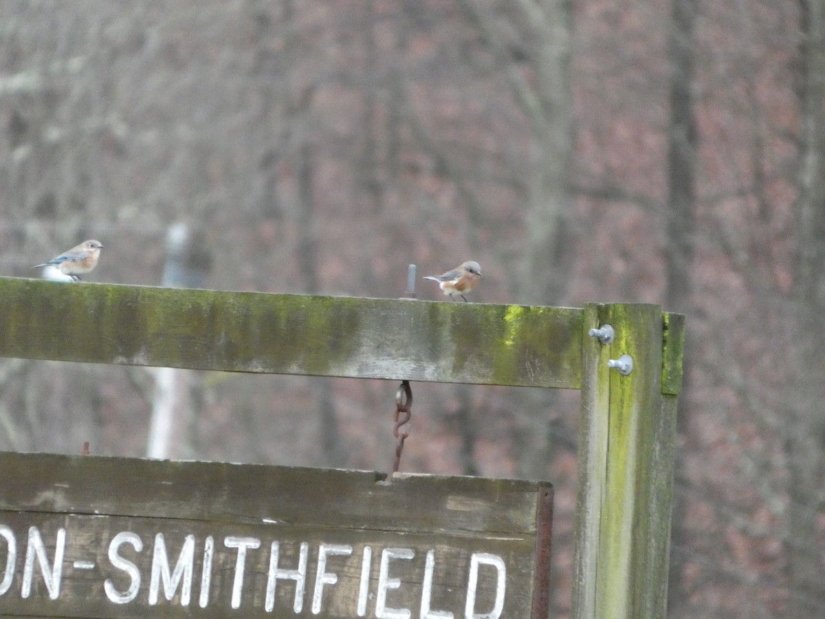 Eastern Bluebird - ML647191780