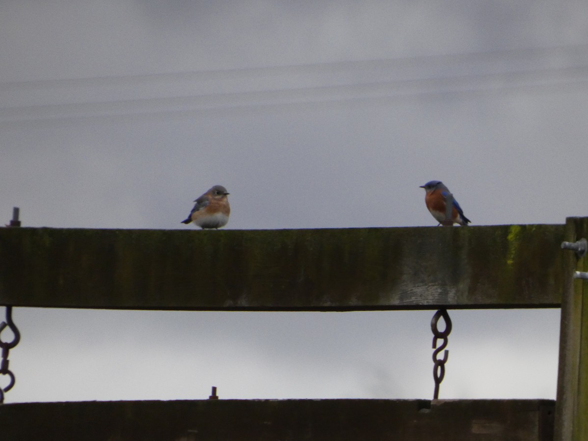 Eastern Bluebird - ML647191781