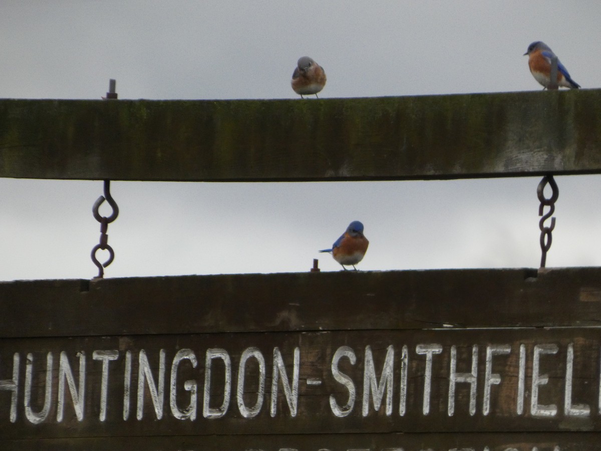 Eastern Bluebird - ML647191782