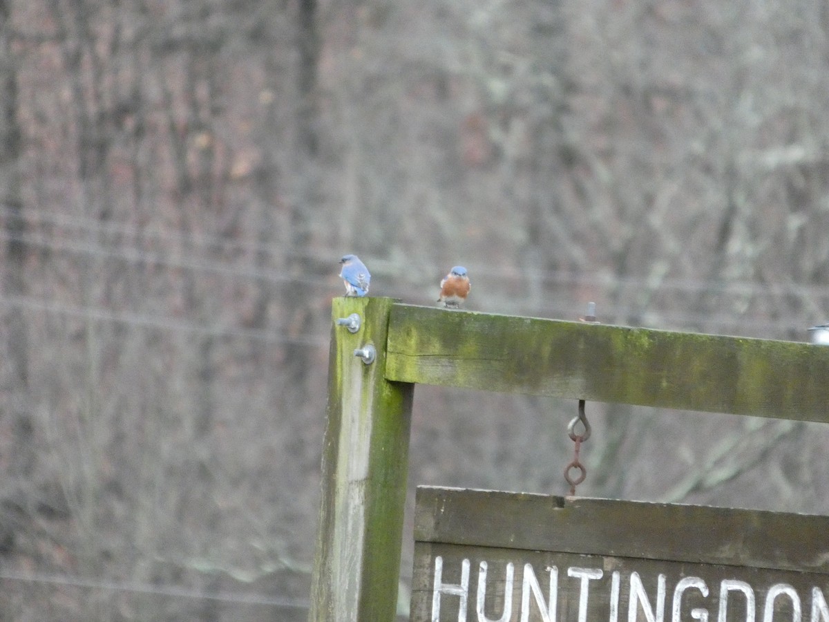 Eastern Bluebird - ML647191783