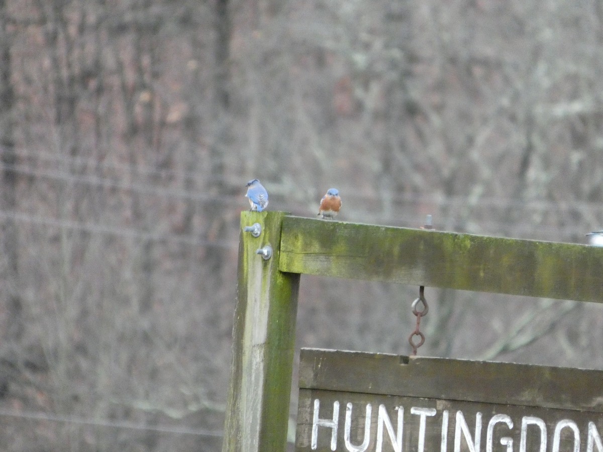 Eastern Bluebird - ML647191784