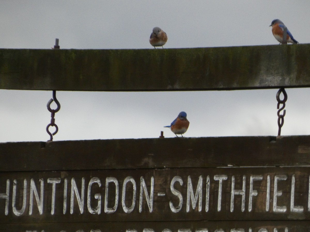 Eastern Bluebird - ML647191785