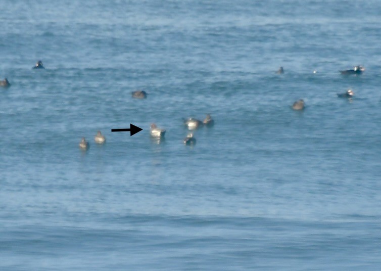 Fischione - ML647191786