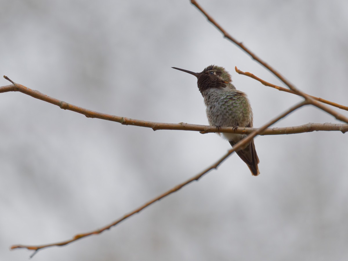 Anna's Hummingbird - ML647191789